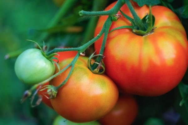 tomate-tudela
